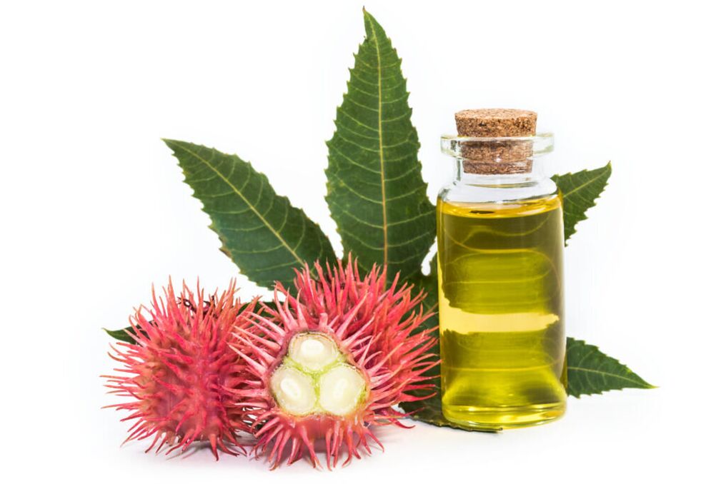 Castor Oil - Ingredients of Proctonic Cream