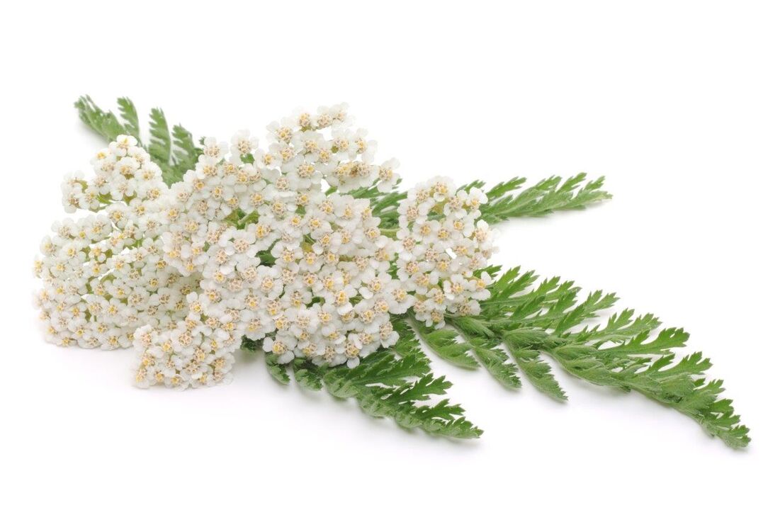 Yarrow - Ingredients of Cream Proctonic